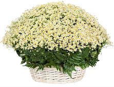 Цветочная композиция из Ромашки в корзине #REPLACE_PRED# Краснослободске Волгоградской области